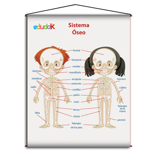 Lámina Didáctica Sistema Óseo Niños