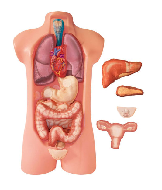 Juego de Torso