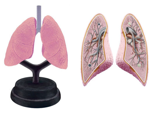 Sistema Respiratorio