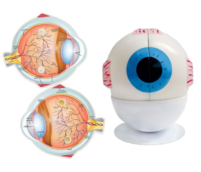 Maqueta Ojo Humano