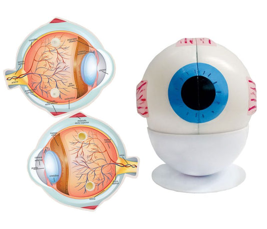 Maqueta Ojo Humano