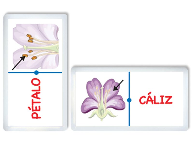 Dominó Jr. Partes de la flor
