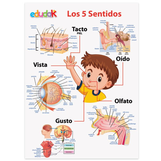 Lámina Didáctica Los 5 Sentidos