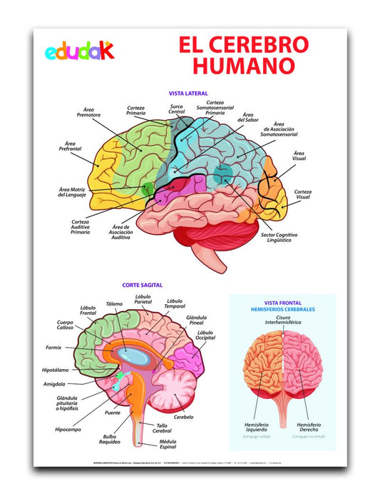 Lámina Didáctica: El Cerebro Humano