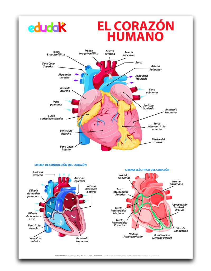 Lámina Didáctica: El Corazón Humano