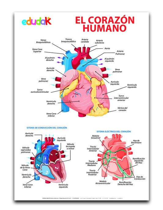 Lámina Didáctica: El Corazón Humano