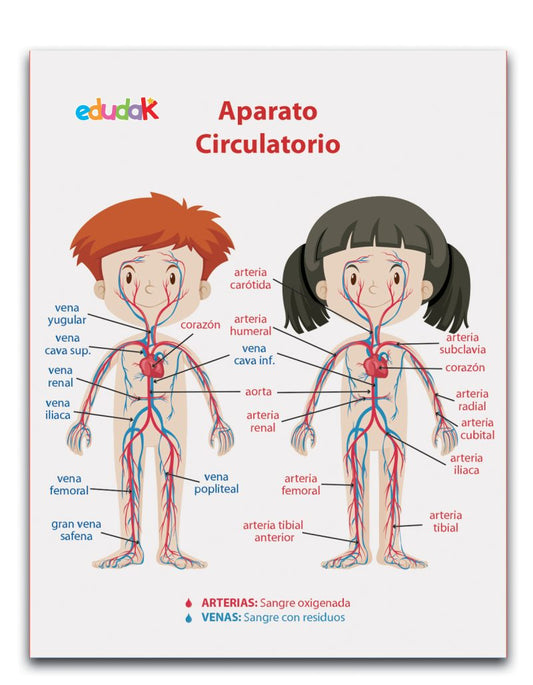 Lámina Didáctica Aparato Circulatorio Niños