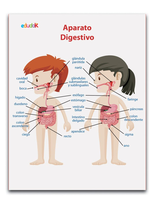 Lámina Didáctica Aparato Digestivo Niños