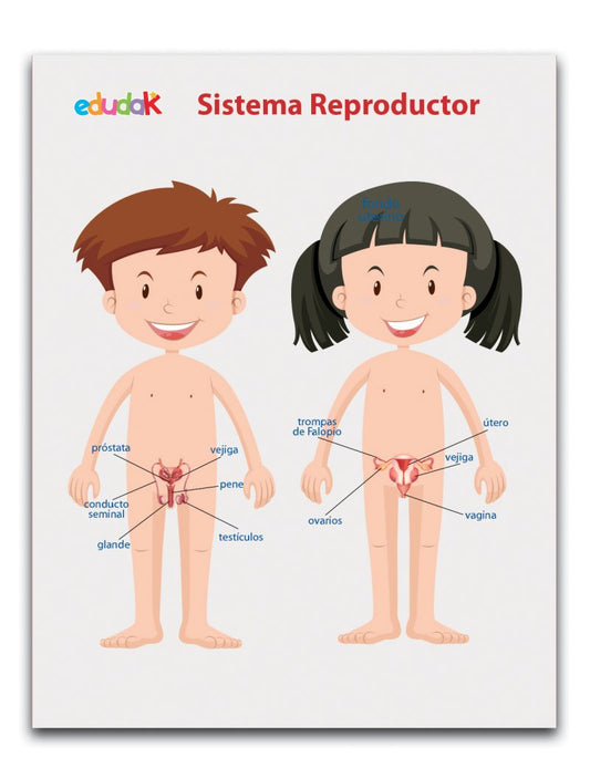 Lámina Didáctica Órganos Sexuales