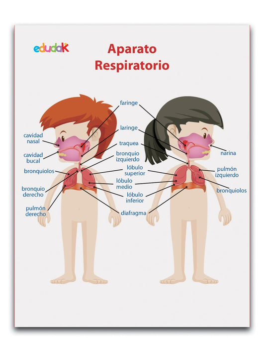 Lámina Didáctica Aparato Respiratorio Niños