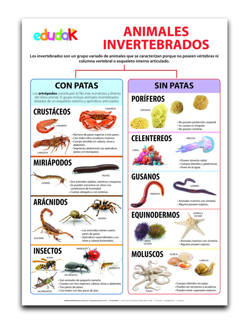Lámina Didáctica: Animales Invertebrados