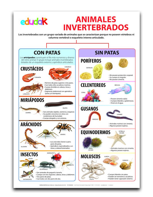Lámina Didáctica: Animales Invertebrados