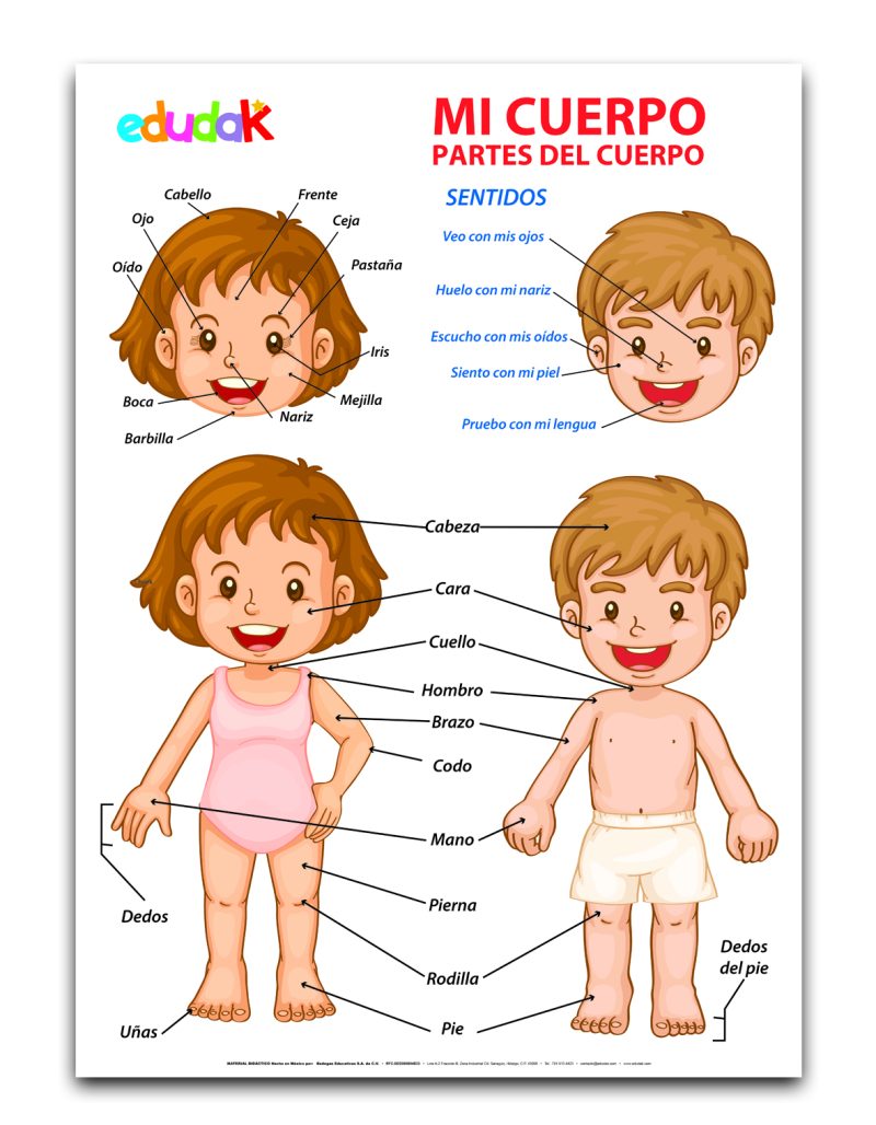 Lámina Didáctica: Mi Cuerpo
