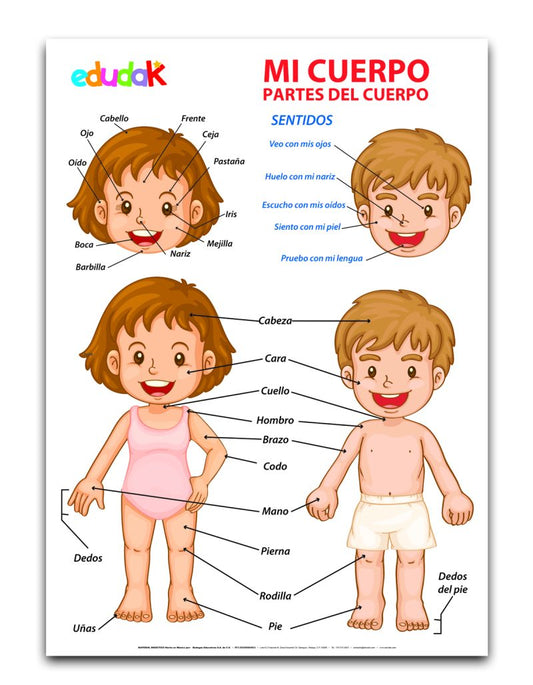 Lámina Didáctica: Mi Cuerpo