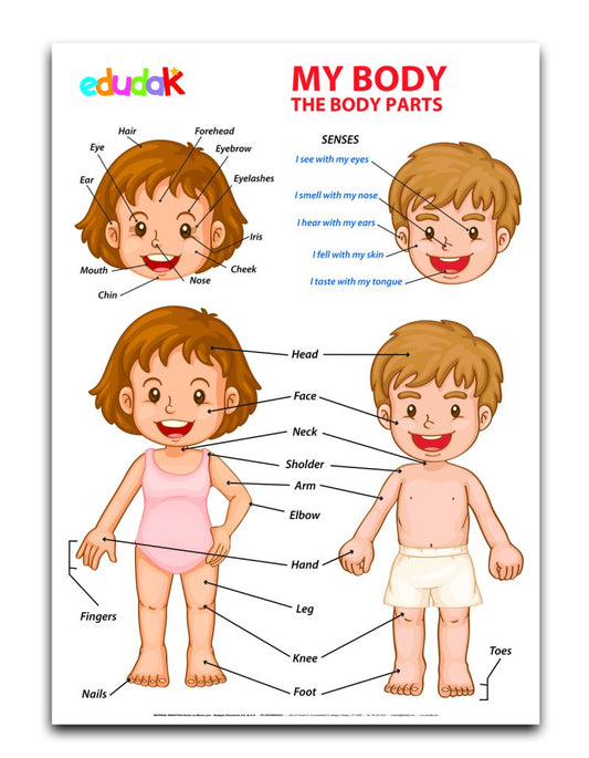 Lámina Didáctica:  My Body Parts