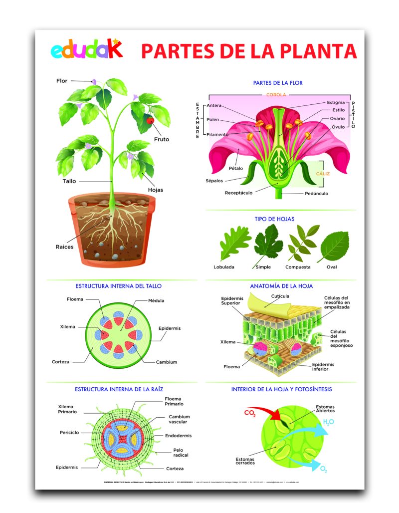 Lámina Didáctica: Partes de las Plantas