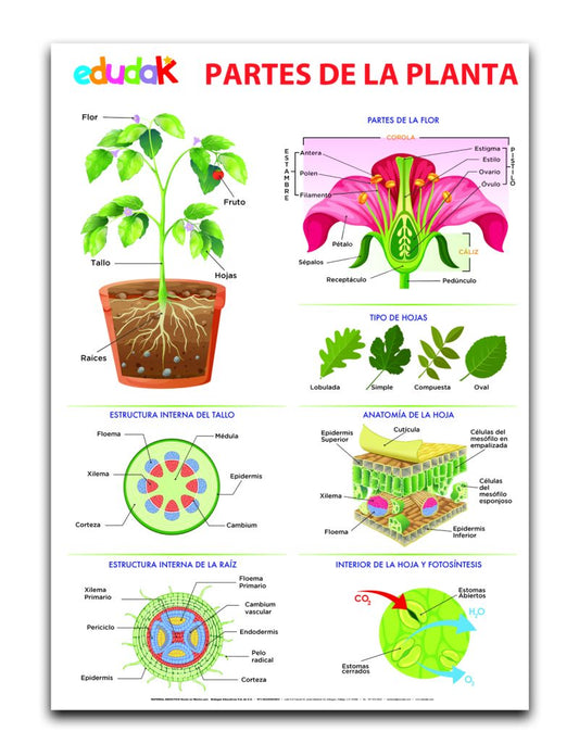 Lámina Didáctica: Partes de las Plantas