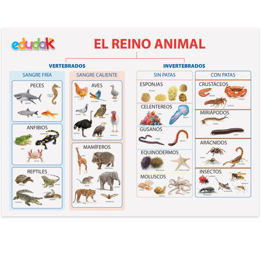 Lámina Didáctica El Reino Animal