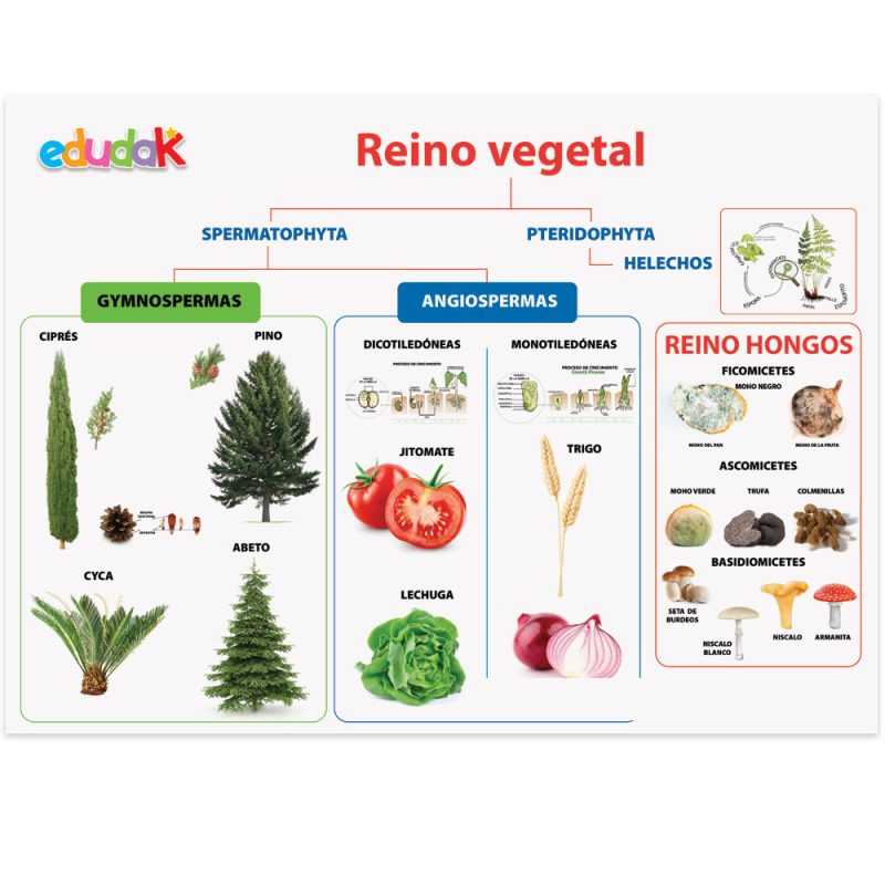 Lámina Didáctica Reino Vegetal