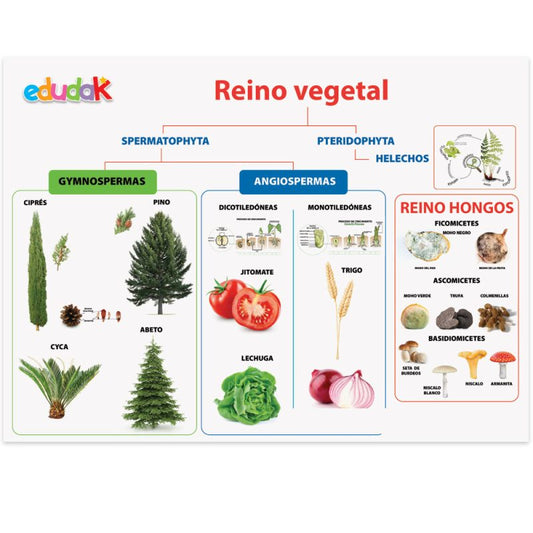 Lámina Didáctica Reino Vegetal