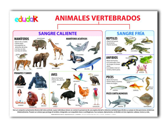 Lámina Didáctica: Animales Vertebrados
